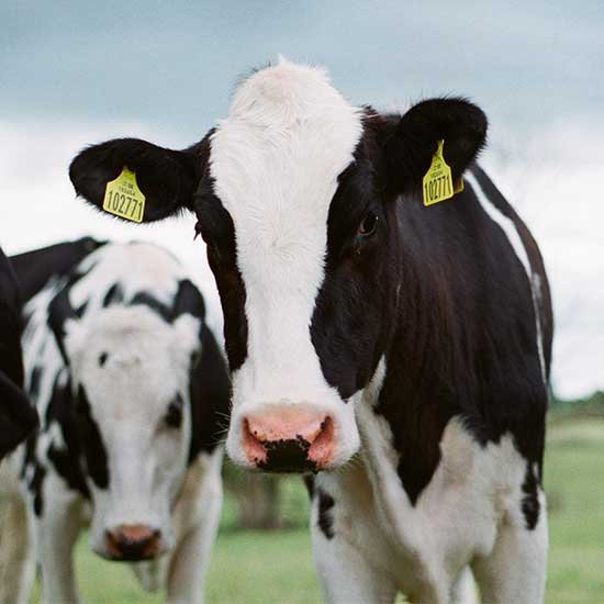Cow Care