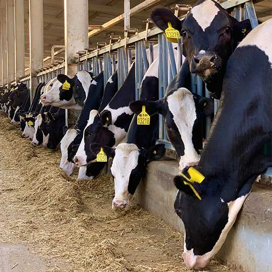 Dairy Products