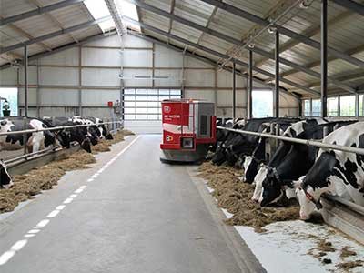 Pure Sahiwal Cow Milk 100% Original